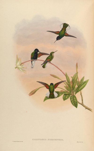 Callipharus Nigriventris = Eupherusa Nigriventris by John Gould